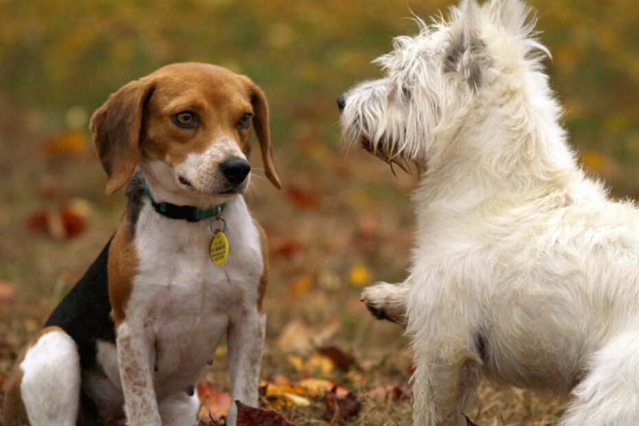 Perros de Raza Pequeña