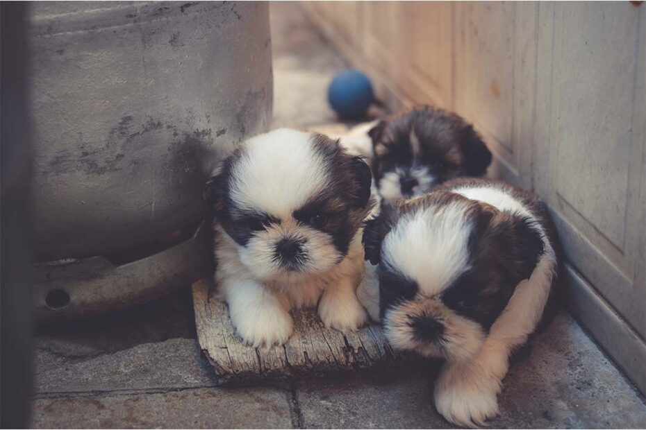 Perros de Raza Pequeña